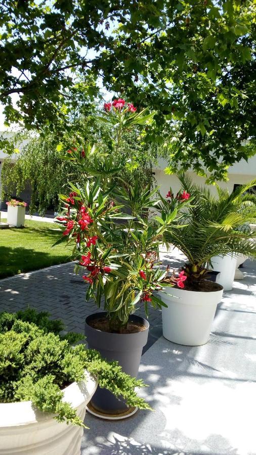 Mesecev Konak Bed and Breakfast Ni Zewnętrze zdjęcie